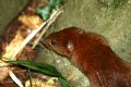 Myodes glareolus
